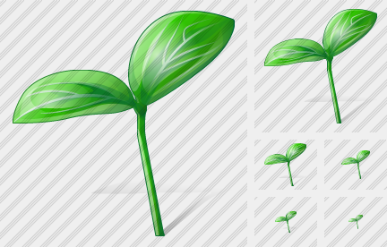������ Sprouts