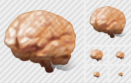 ������ Brain