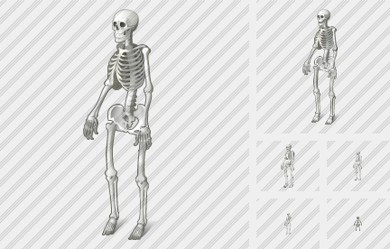  Skeleton